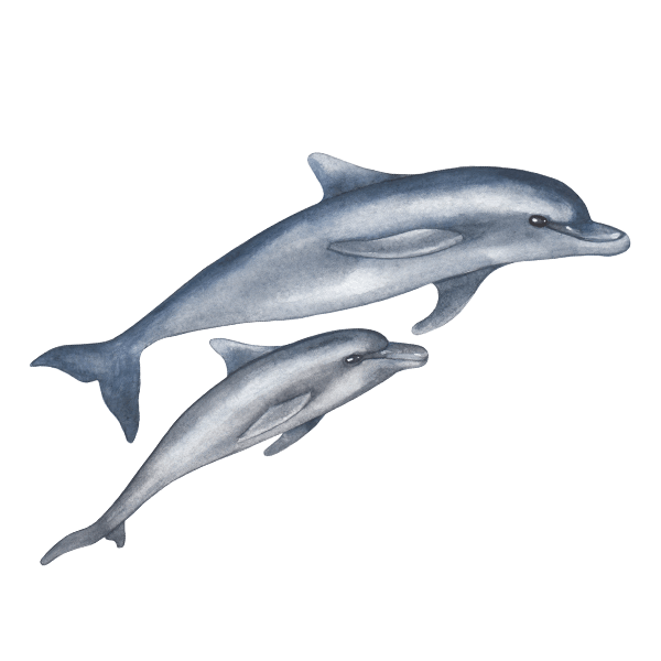 Stickers muraux: Dauphins