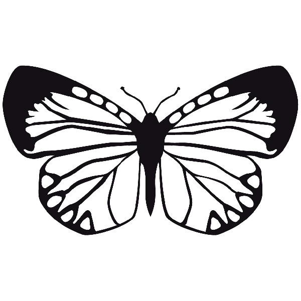 Stickers muraux: Papillon Eroessa Chiliensis