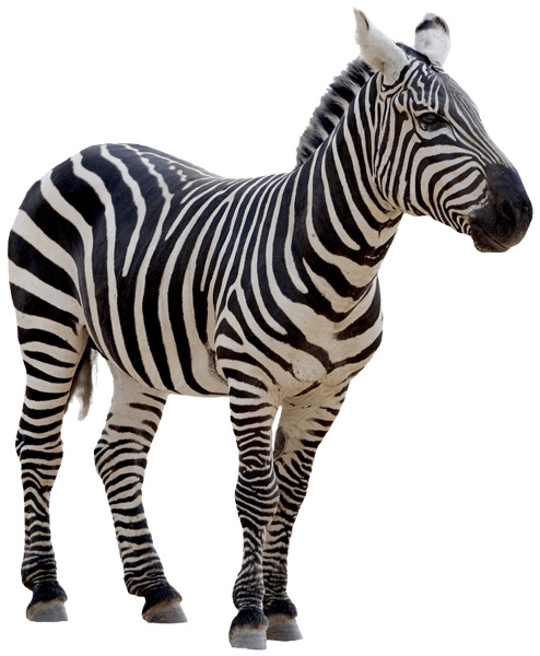 Stickers muraux: Zebra 1