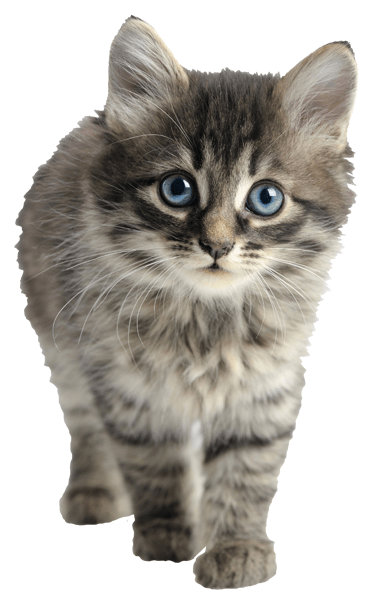 Stickers muraux: Kitty