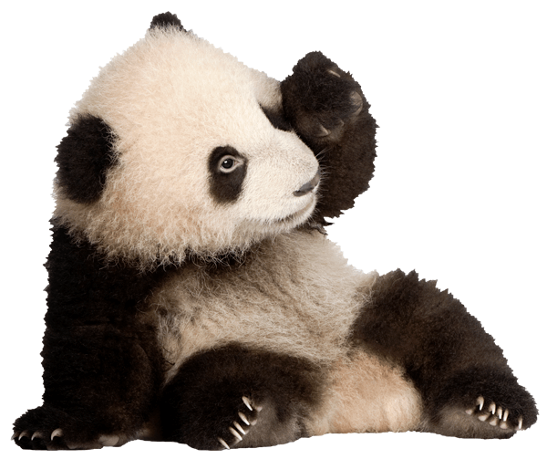 Stickers muraux: Élevage de panda bear 1