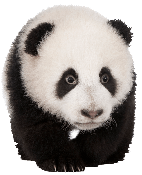 Stickers muraux: Élevage de panda curieux