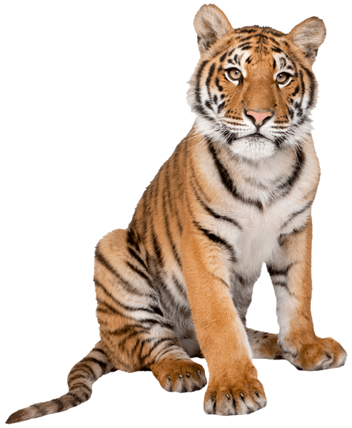 Stickers muraux: Tigre 3