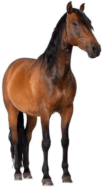 Stickers muraux: Cheval brun 1