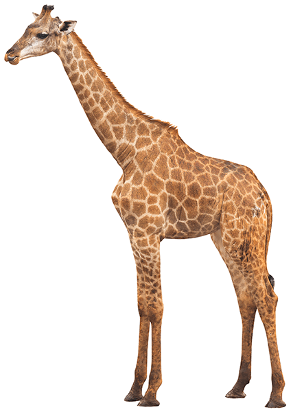 Stickers muraux: Girafe 1