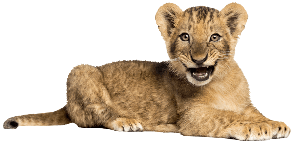 Stickers muraux: Lionceau 2