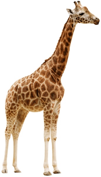 Stickers muraux: Corps entier de la girafe