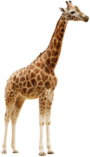 Stickers muraux: Girafe