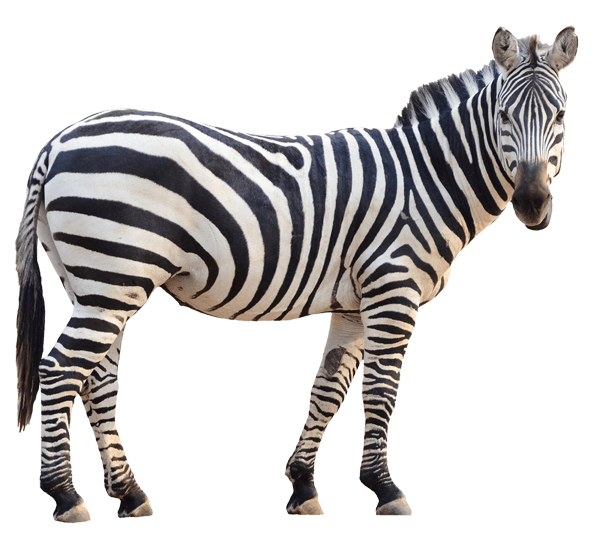 Stickers muraux: Zebra 2