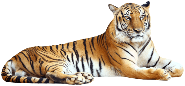 Stickers muraux: Tigre 1