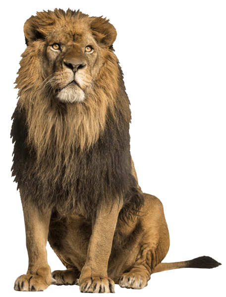 Stickers muraux: Lion 1