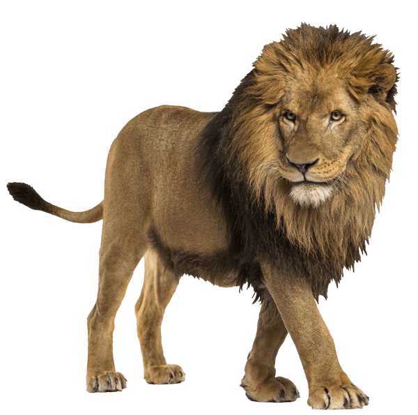 Stickers muraux: Lion 2