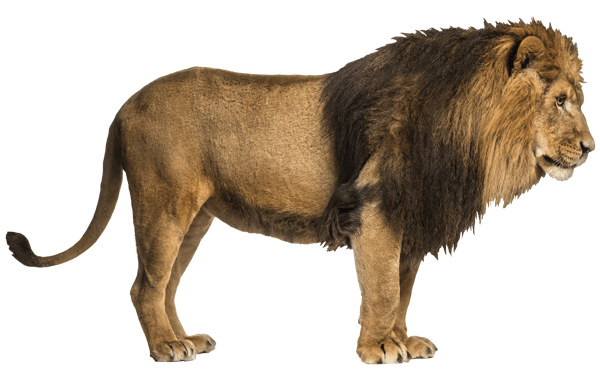 Stickers muraux: Lion 3