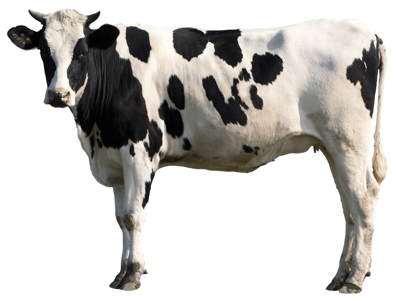 Stickers muraux: Vache