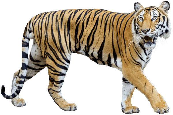 Stickers muraux: Tigre 2