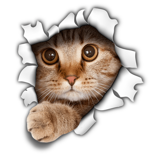 Stickers muraux: Trou chaton
