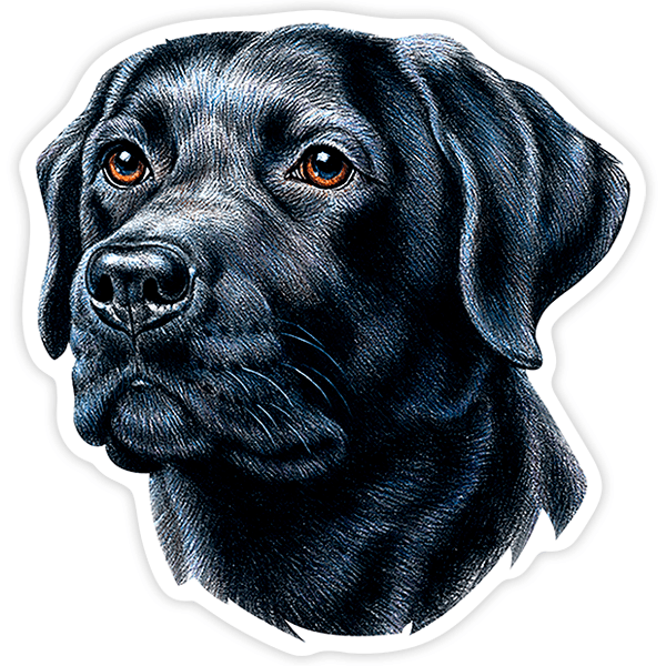 Autocollants: Labrador retriever noir