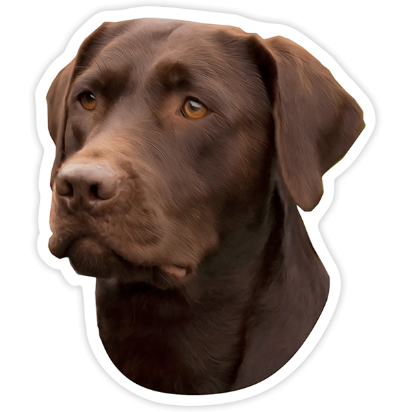 Autocollants: Labrador Chocolat
