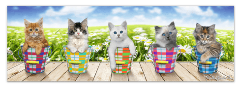 Stickers muraux: Poster adhésif de 5 chatons