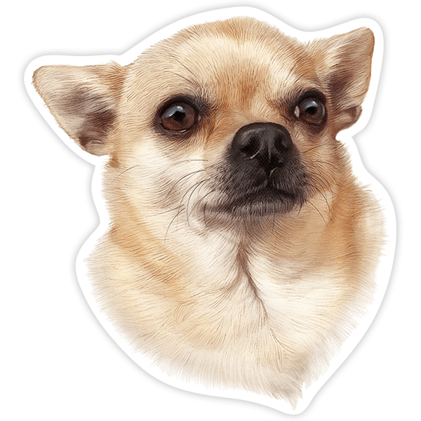 Autocollants: Chihuahua mâle