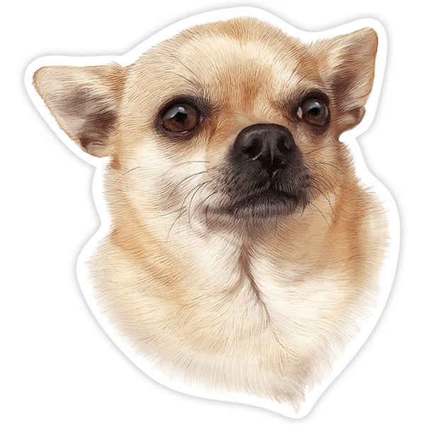 Autocollants: Chihuahua