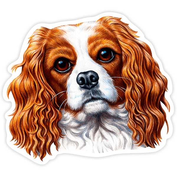 Autocollants: Épagneul Cavalier King Charles