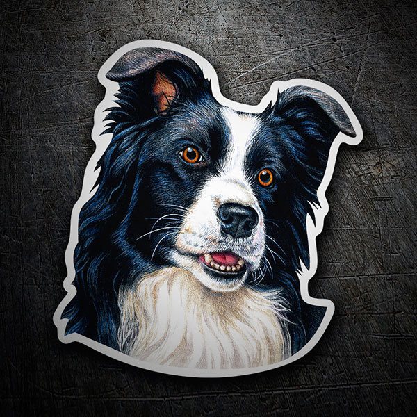 Autocollants: Border Collie