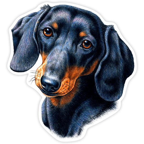Autocollants: Teckel (Chien Saucisse)