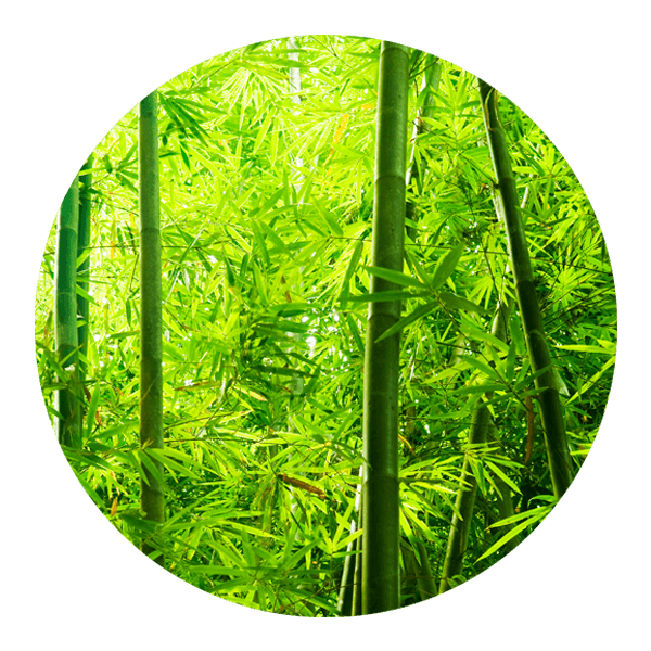 Stickers muraux: Forêt de Bambous