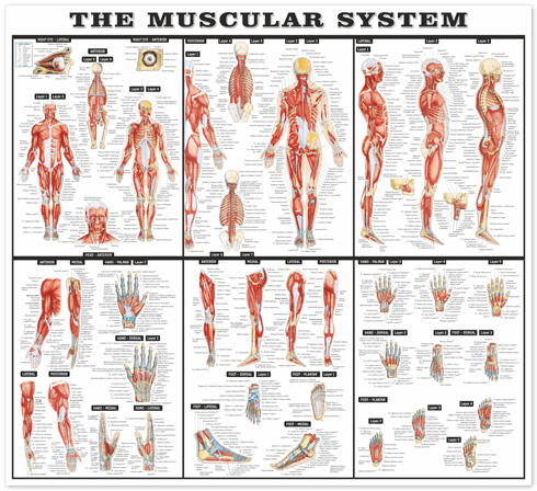 Stickers muraux: Le système musculaire