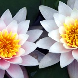 Poster xxl: Fleurs de Lotus 2