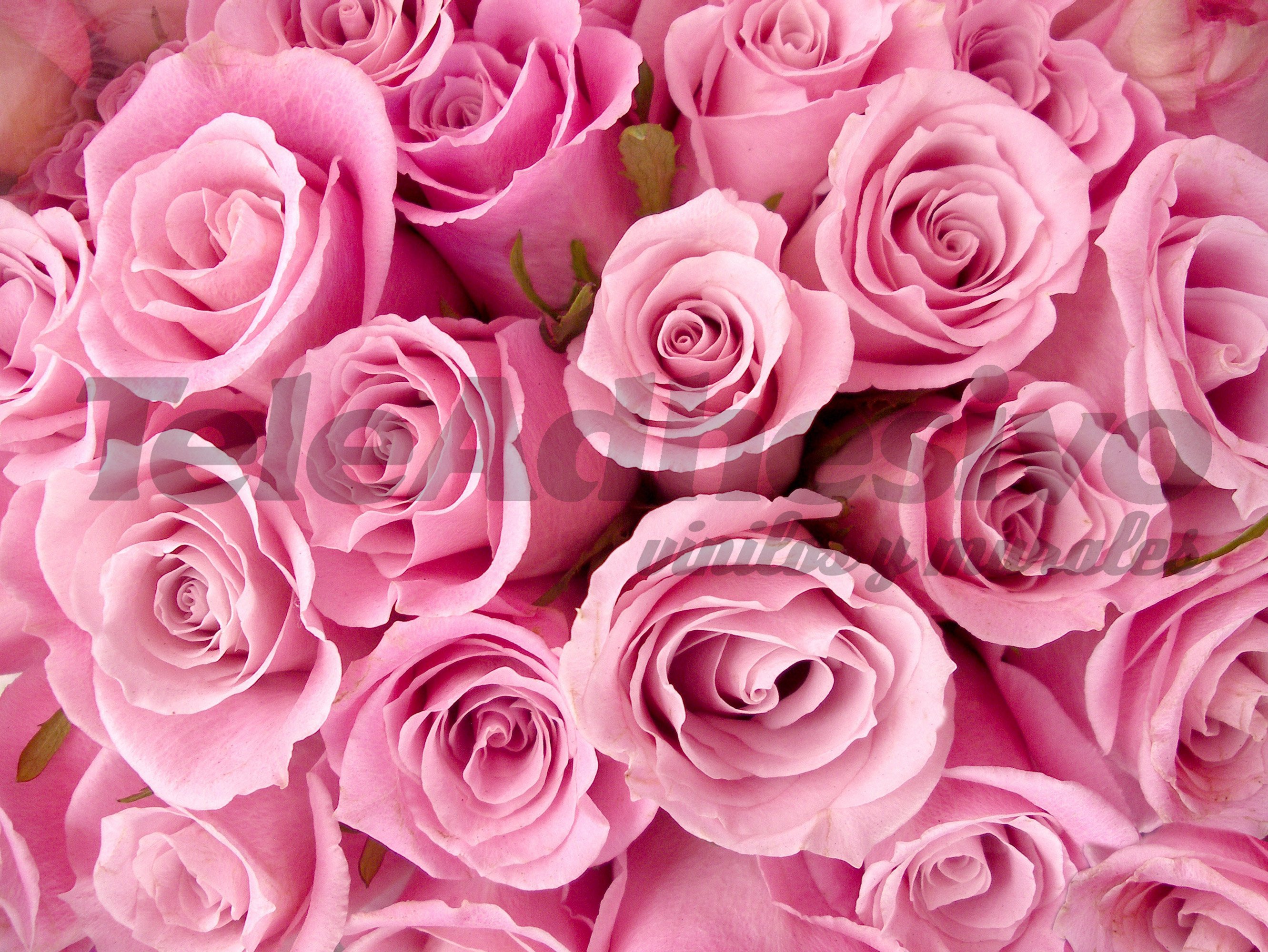 Poster xxl: Bouquet de roses