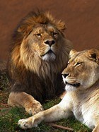 Poster xxl: Lion et lionne 3