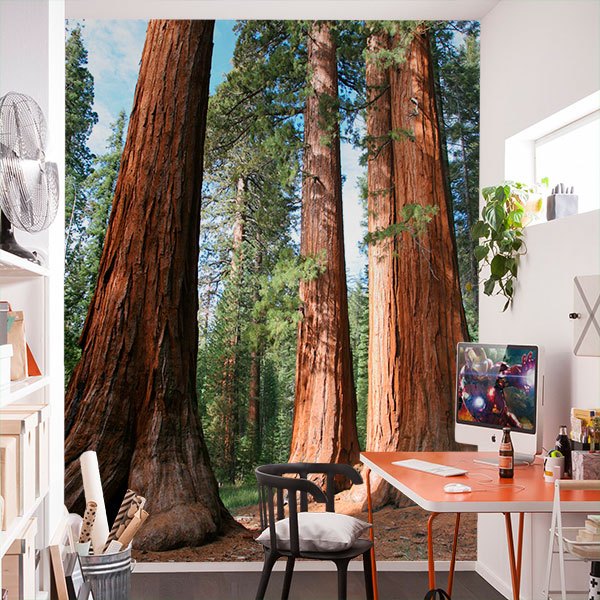 Poster xxl: Forêt de séquoia 0