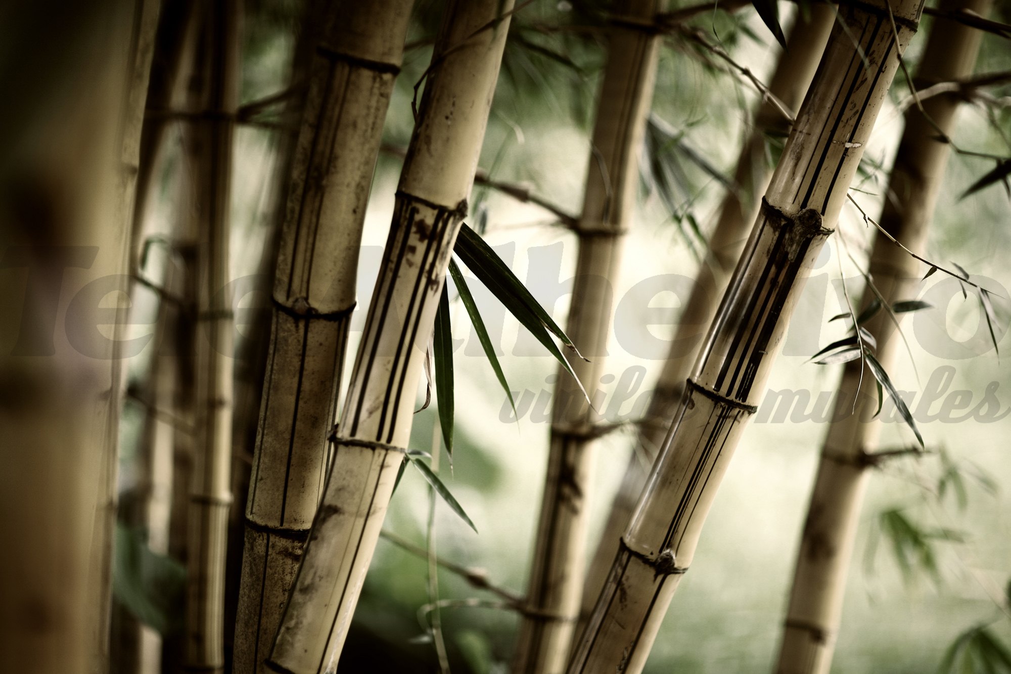 Poster xxl: Bambou Blanc