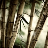 Poster xxl: Bambou Blanc 2