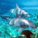 Poster xxl: Couple de dauphins 3