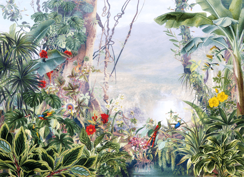 Poster xxl: Forêt tropicale