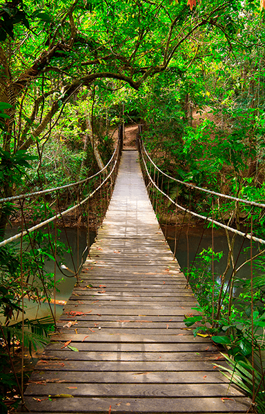 Poster xxl: Pont en Amazonie