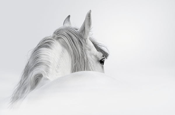 Poster xxl: Cheval blanc