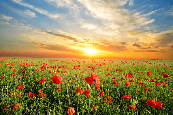 Poster xxl: Coquelicots au coucher du soleil