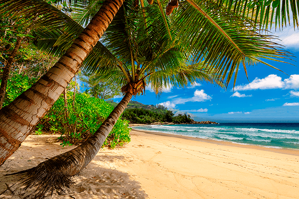 Poster xxl: Palmiers des Caraïbes