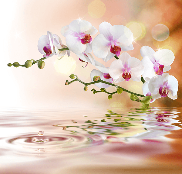 Poster xxl: Orchidées