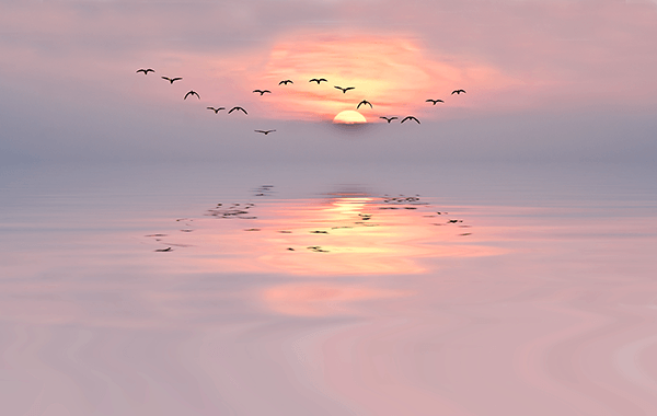 Poster xxl: Coucher de soleil parmi les mouettes