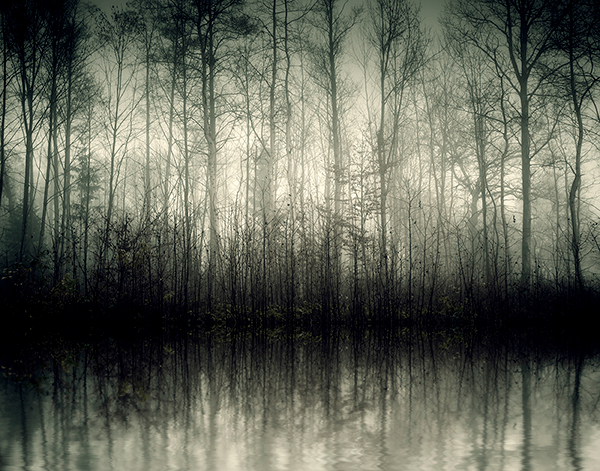 Poster xxl: Marais dans la forêt sombre