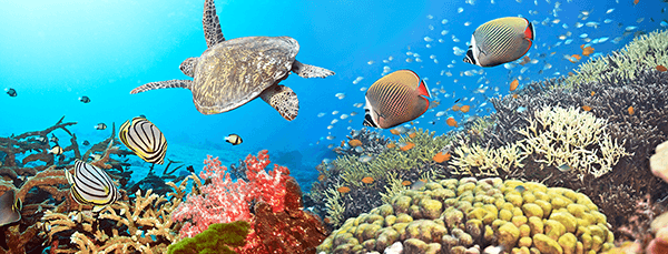 Poster xxl: Panoramique sous la mer