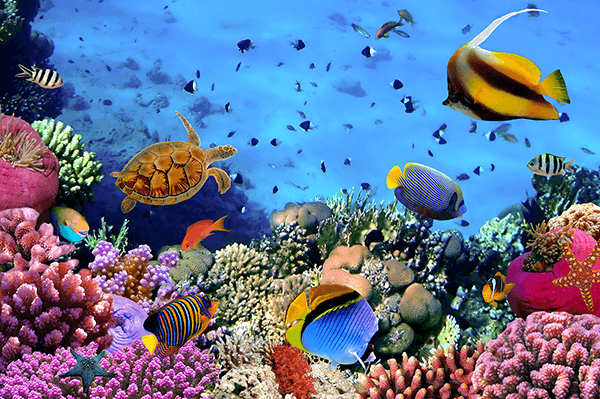 Poster xxl: Couleurs sous la mer