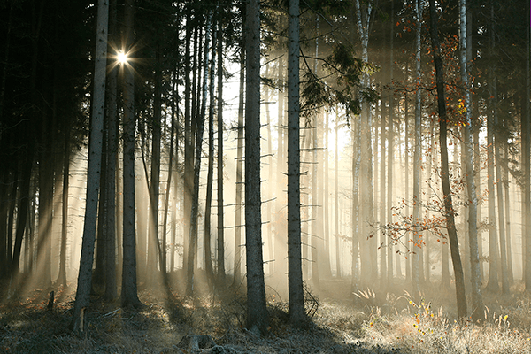 Poster xxl: Lueur dans les bois