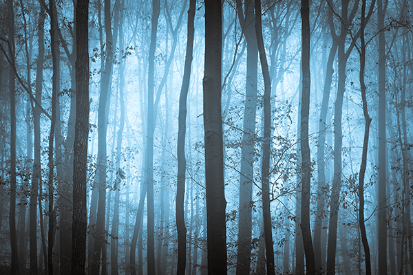 Poster xxl: La forêt bleue