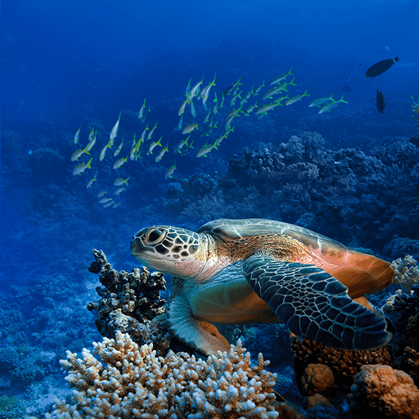 Poster xxl: Tortue verte sous la mer